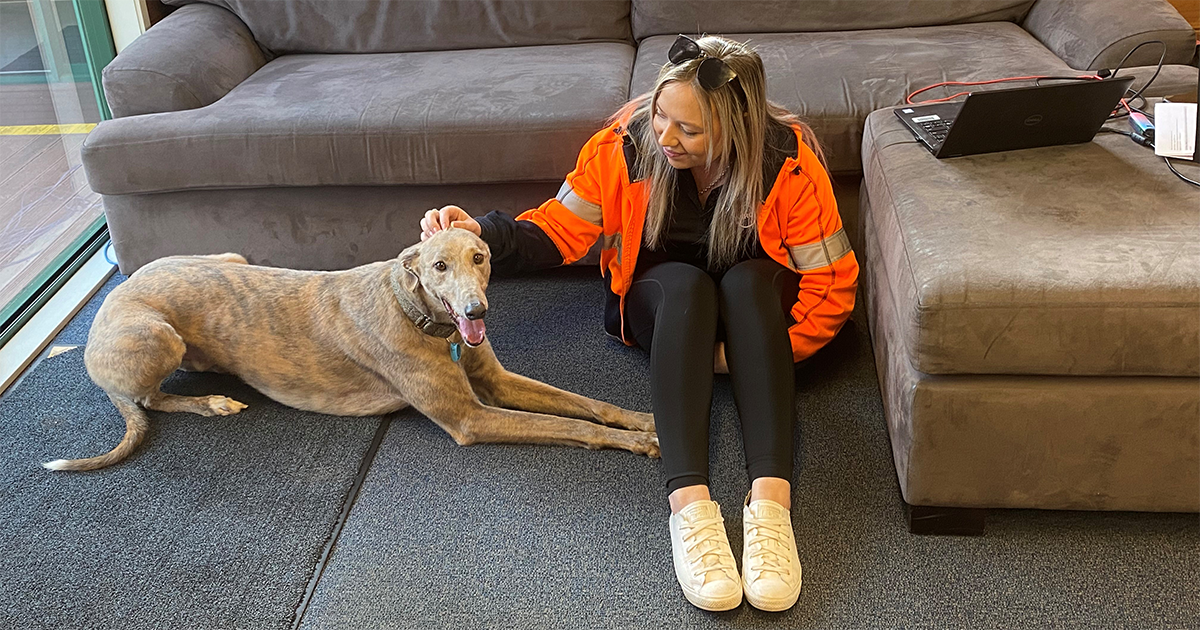 Greyhounds bring smiles to Palmerston North with everyday environmentalist, Sarah